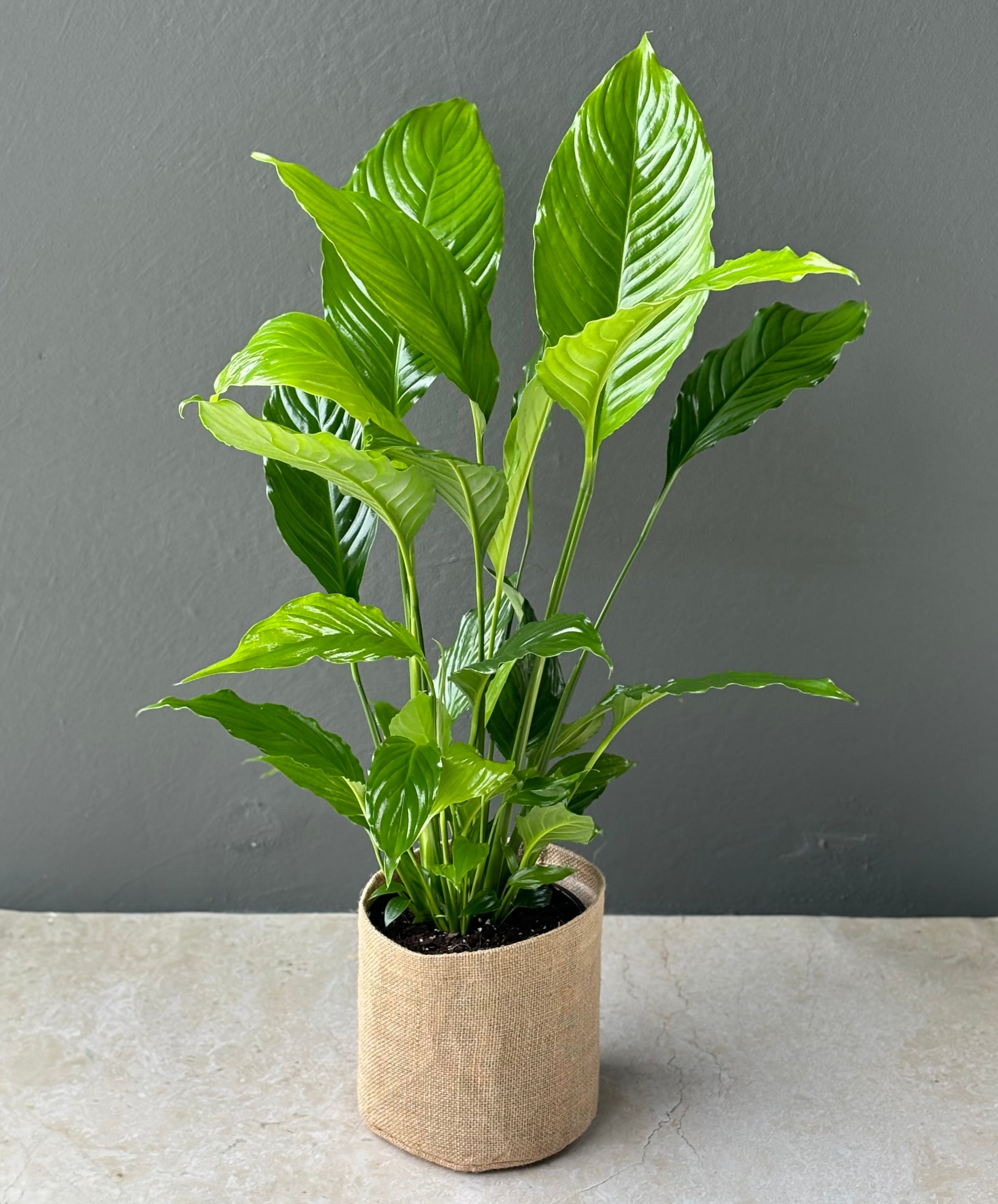 Large Peace Lily Plant