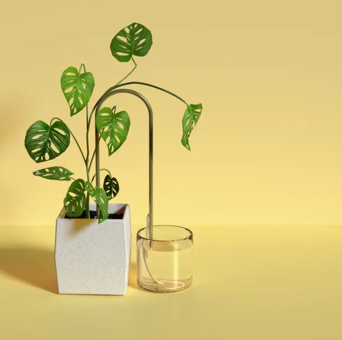 We The Wild Self Watering Plant Climber | Same day delivery Melbourne & Geelong | Australia wide delivery | Botanical wares