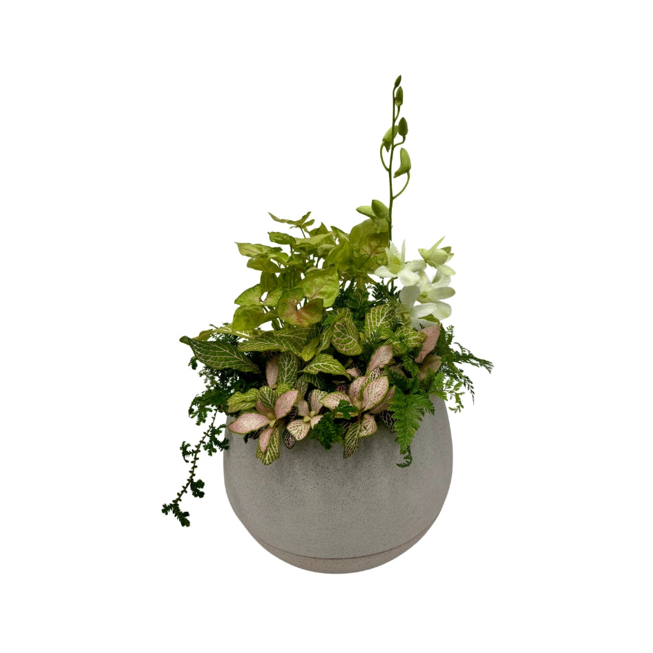 Same day online plant delivery Melbourne & Geelong | Online gift delivery | Mothers day gift ideas | Robert Gordon Planter | Mothers day online gift delivery