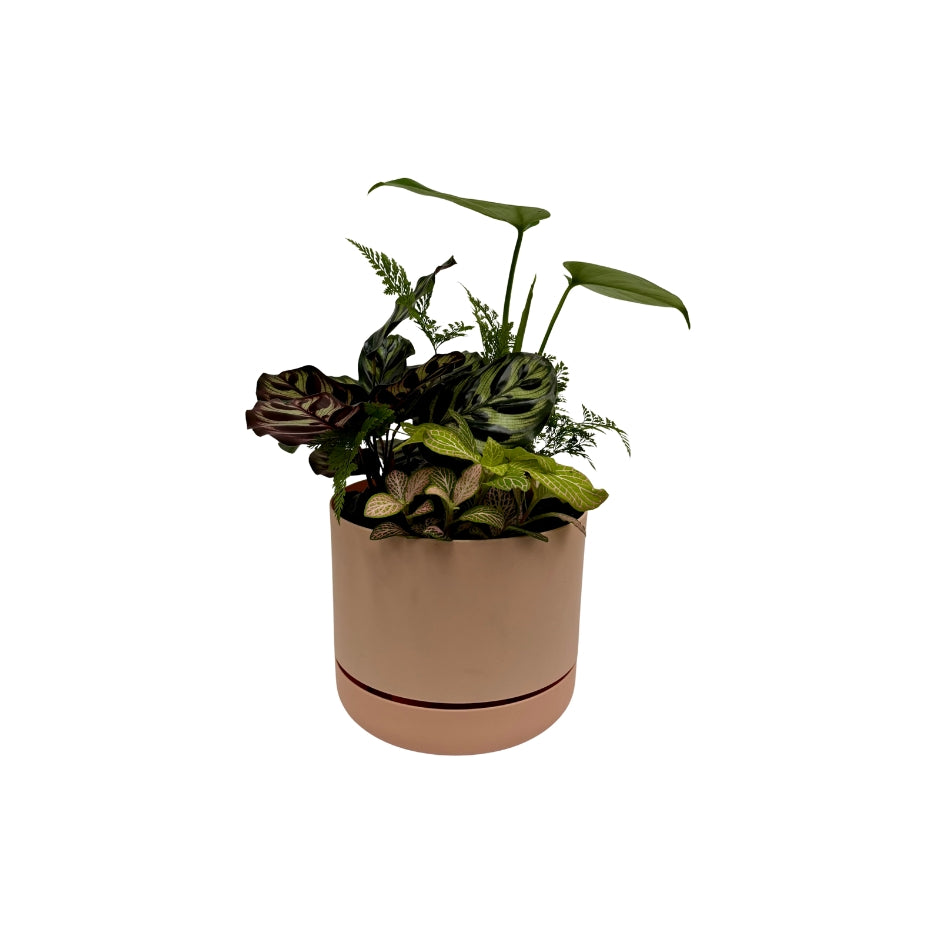 Same day online indoor plant delivery Melbourne & Geelong | Same day online gift delivery | Potted indoor plant garden arrangement Mr Kitly Selfwatering Pot