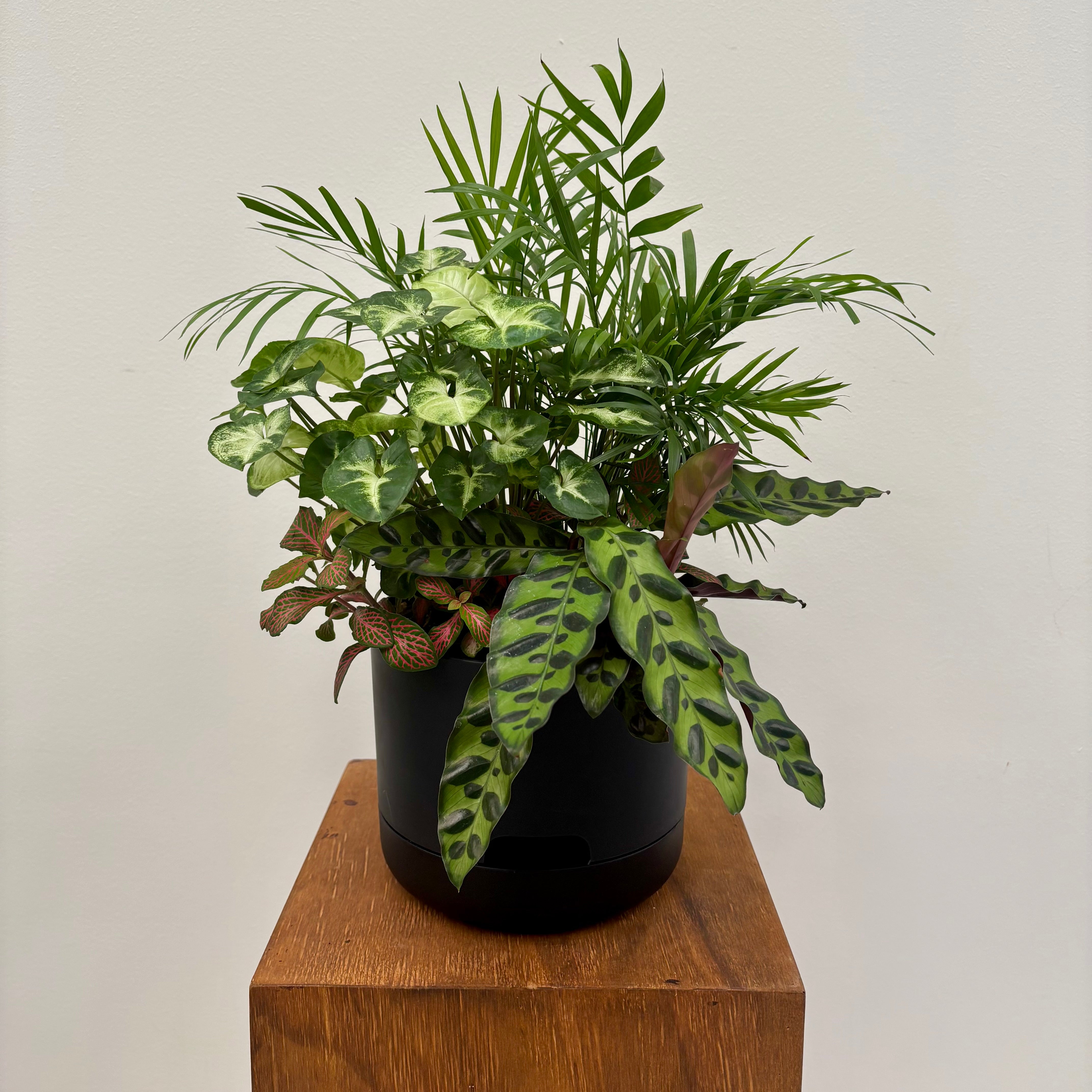 Premium - Small Potted Foliage Garden in Mr Kitly Selfwatering Pot