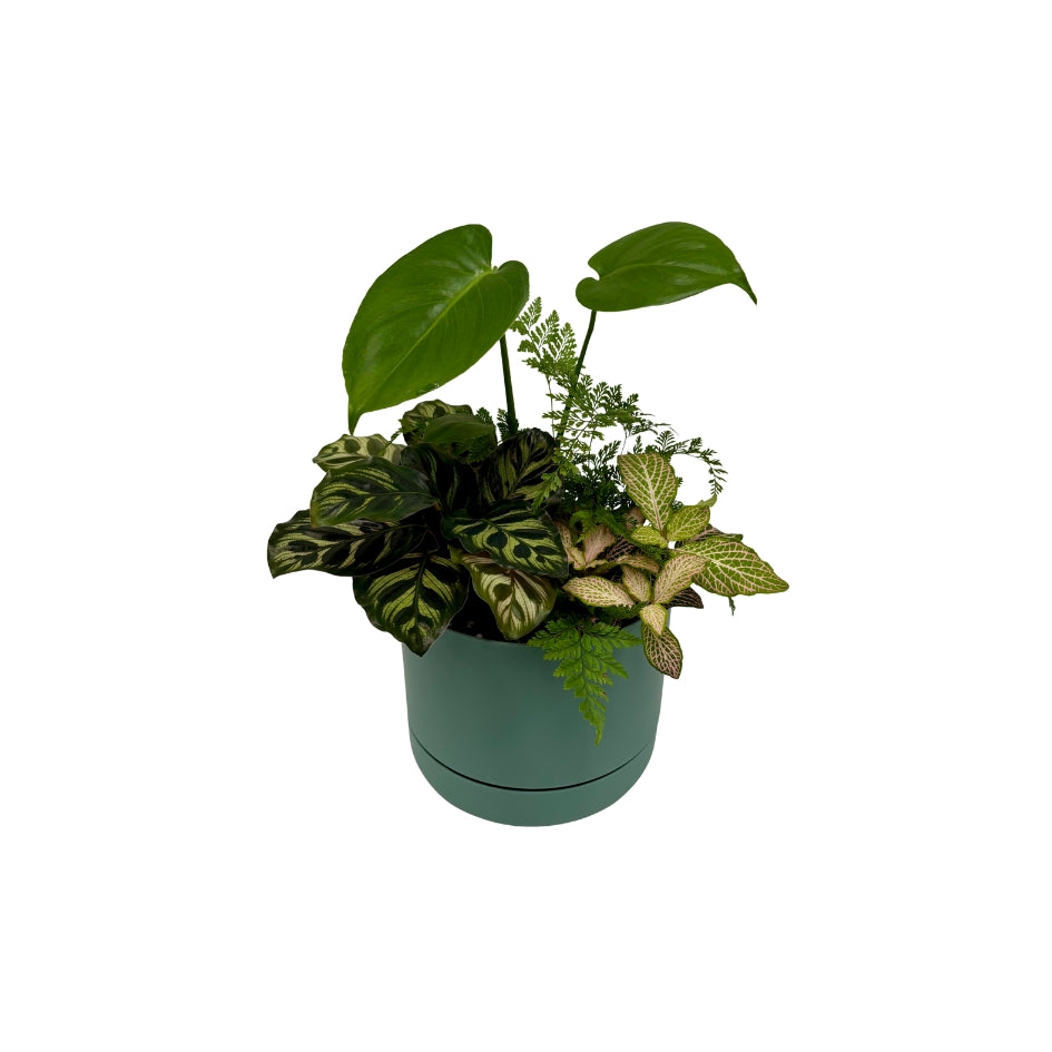 Same day online indoor plant delivery Melbourne & Geelong | Same day online gift delivery | Potted indoor plant garden arrangement Mr Kitly Selfwatering Pot