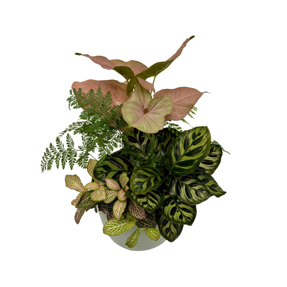 Same day online indoor plant delivery Melbourne & Geelong | Same day online gift delivery | Potted indoor plant garden arrangement Mr Kitly Selfwatering Pot