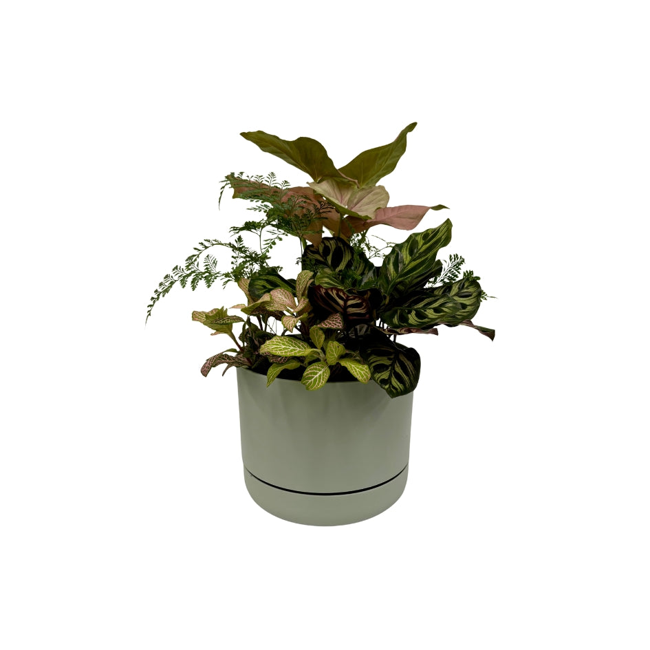 Same day online indoor plant delivery Melbourne & Geelong | Same day online gift delivery | Potted indoor plant garden arrangement Mr Kitly Selfwatering Pot