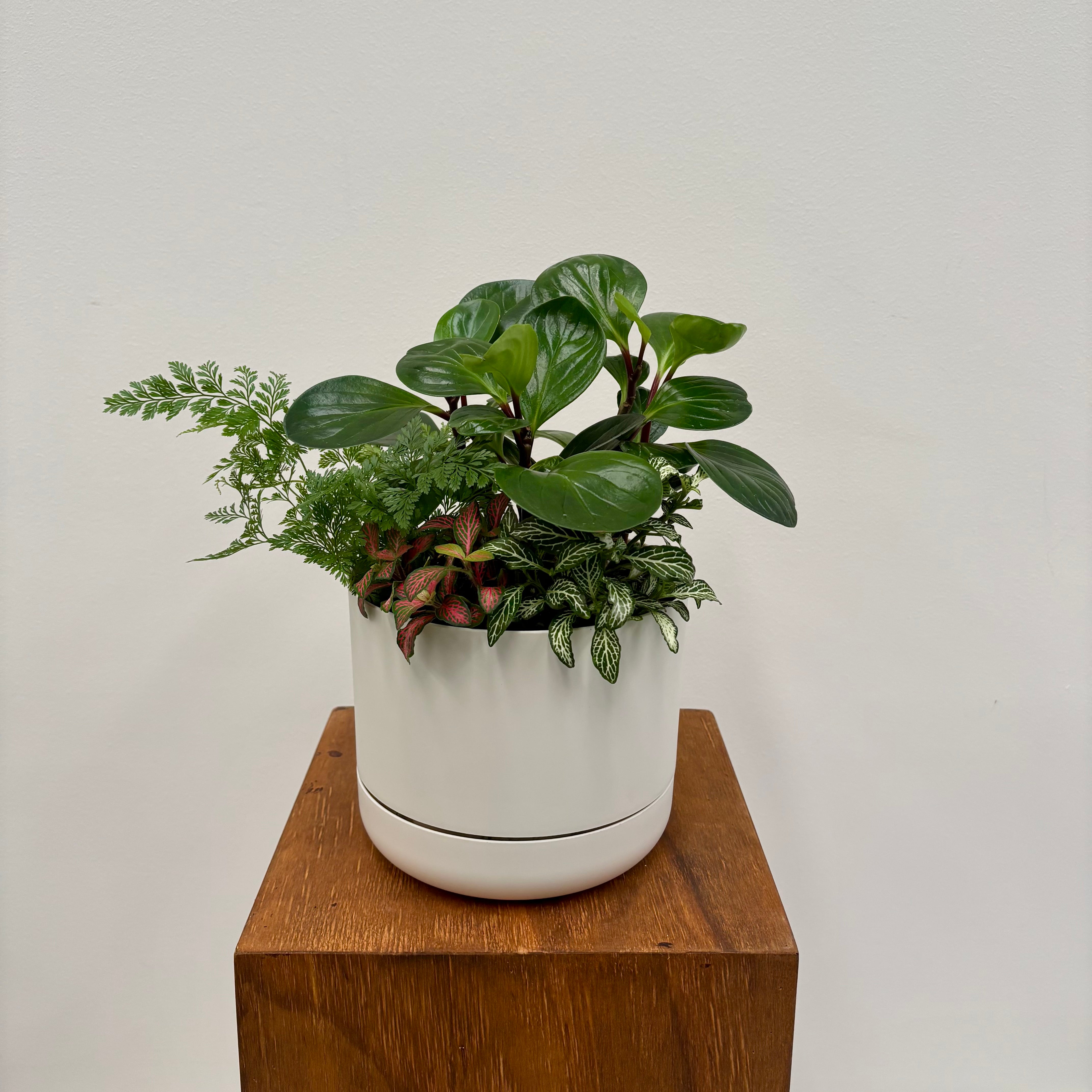 Premium - Small Potted Foliage Garden in Mr Kitly Selfwatering Pot