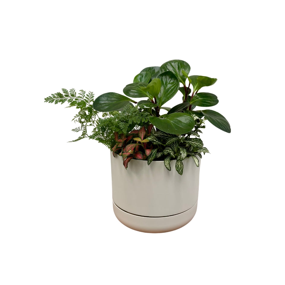 Same day online indoor plant delivery Melbourne & Geelong | Same day online gift delivery | Potted indoor plant garden arrangement Mr Kitly Selfwatering Pot