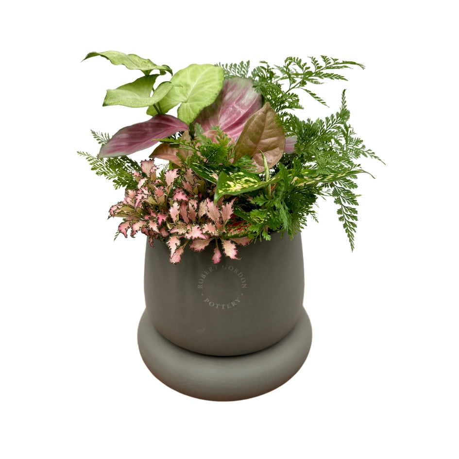 Same day online plant delivery Melbourne & Geelong | Online gift delivery | Mothers day gift ideas | Robert Gordon Planter | Mothers day online gift delivery