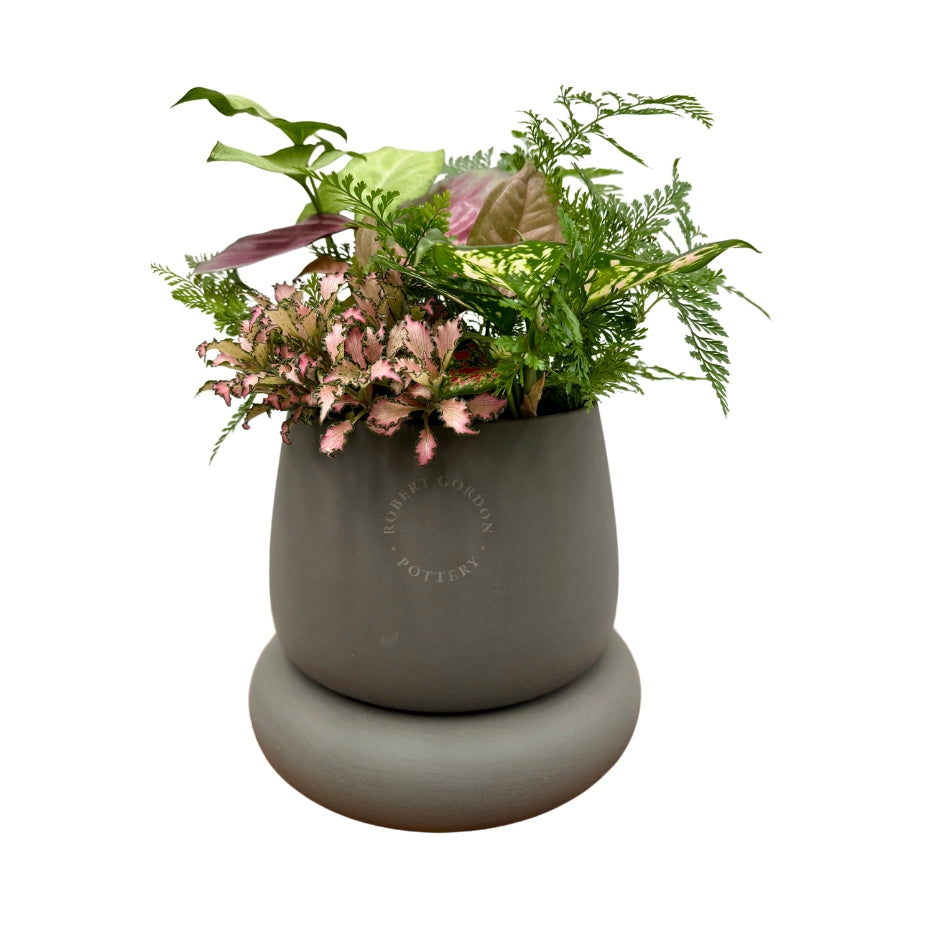 Same day online plant delivery Melbourne & Geelong | Online gift delivery | Mothers day gift ideas | Robert Gordon Planter | Mothers day online gift delivery