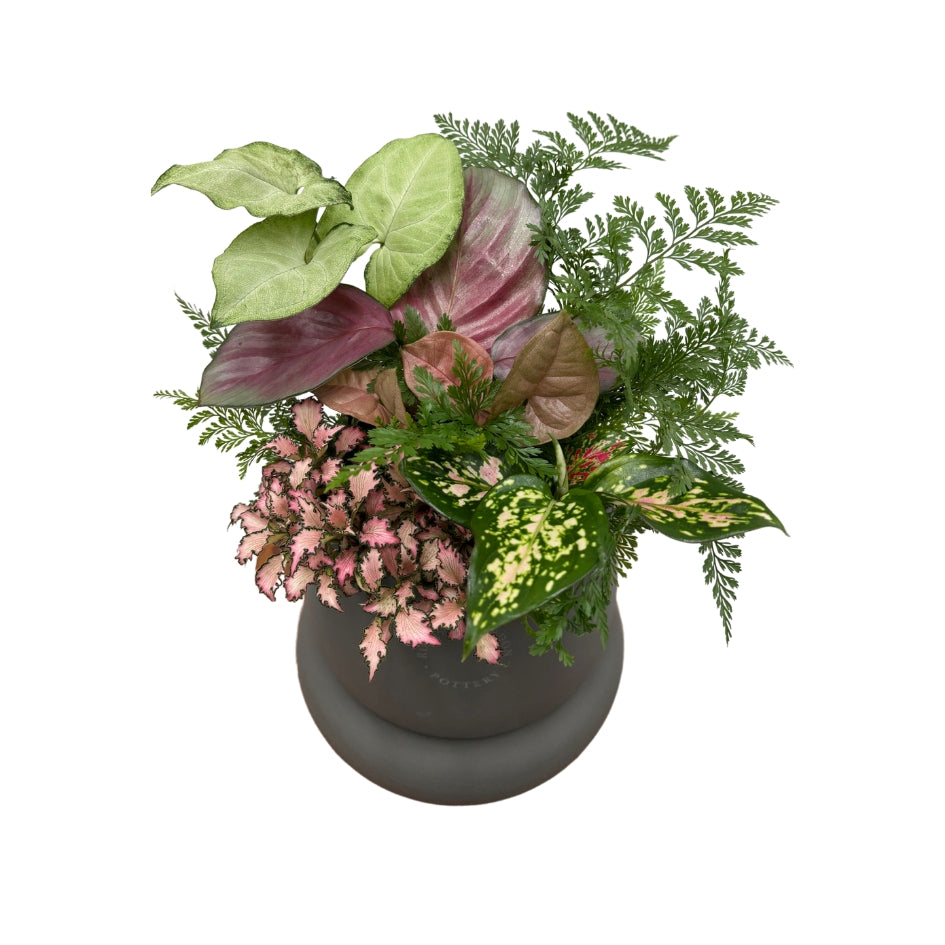 Same day online plant delivery Melbourne & Geelong | Online gift delivery | Mothers day gift ideas | Robert Gordon Planter | Mothers day online gift delivery