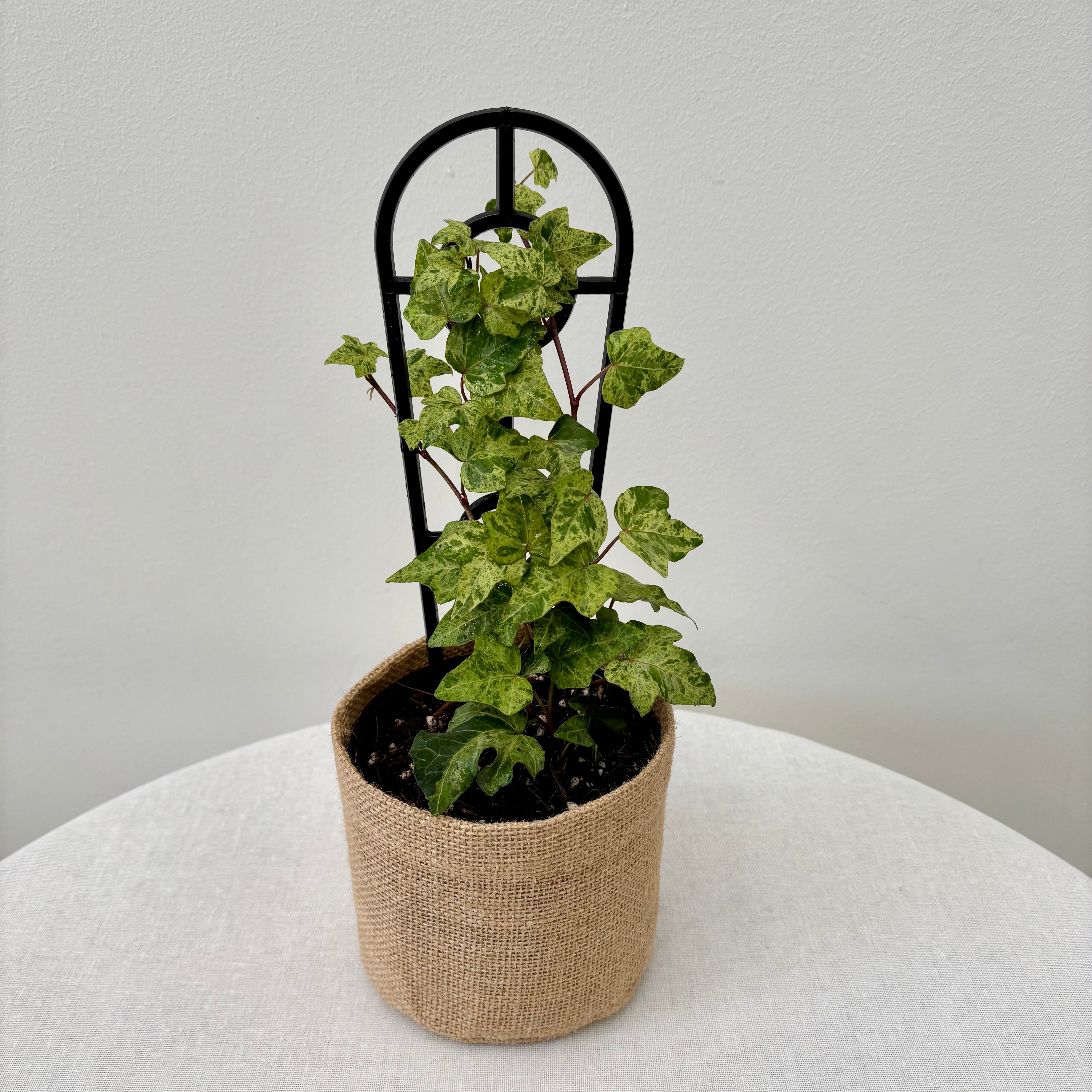 Same day online plant delivery Melbourne & Geelong | Online plant delivery | Stardust Ivy