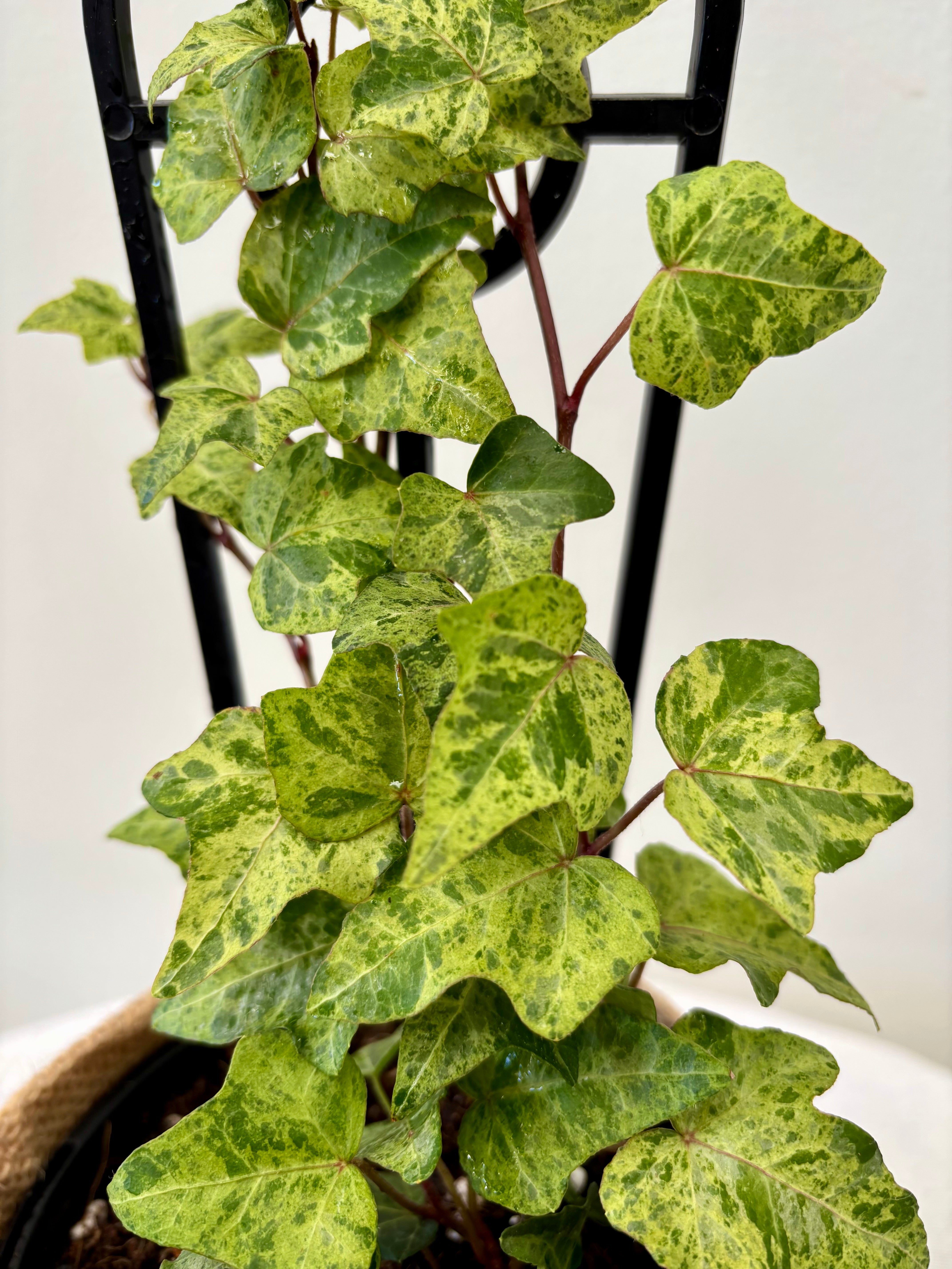 Same day online plant delivery Melbourne & Geelong | Online plant delivery | Stardust Ivy