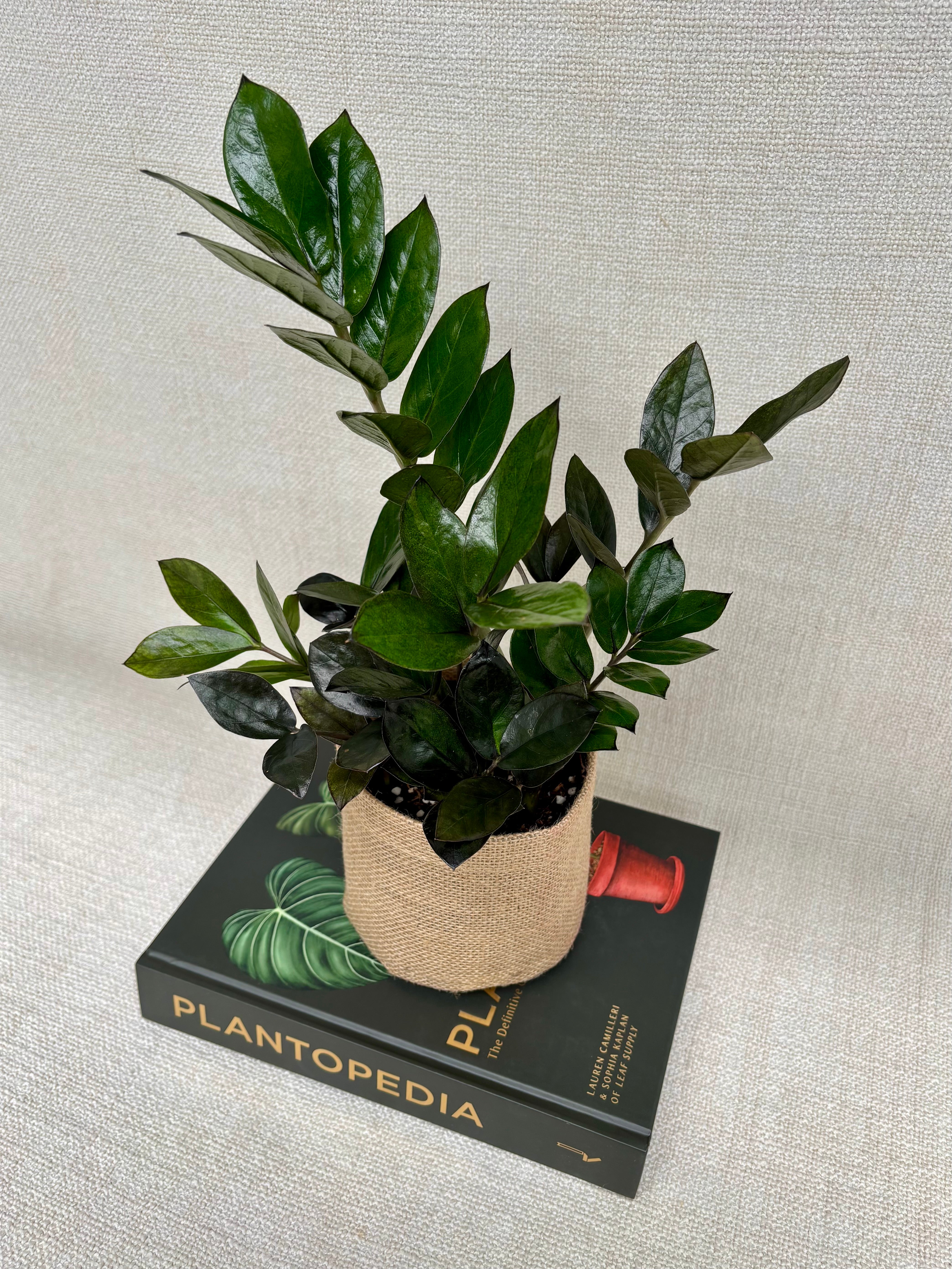 Premium - Small Zanzibar Jungle Warrior Plant