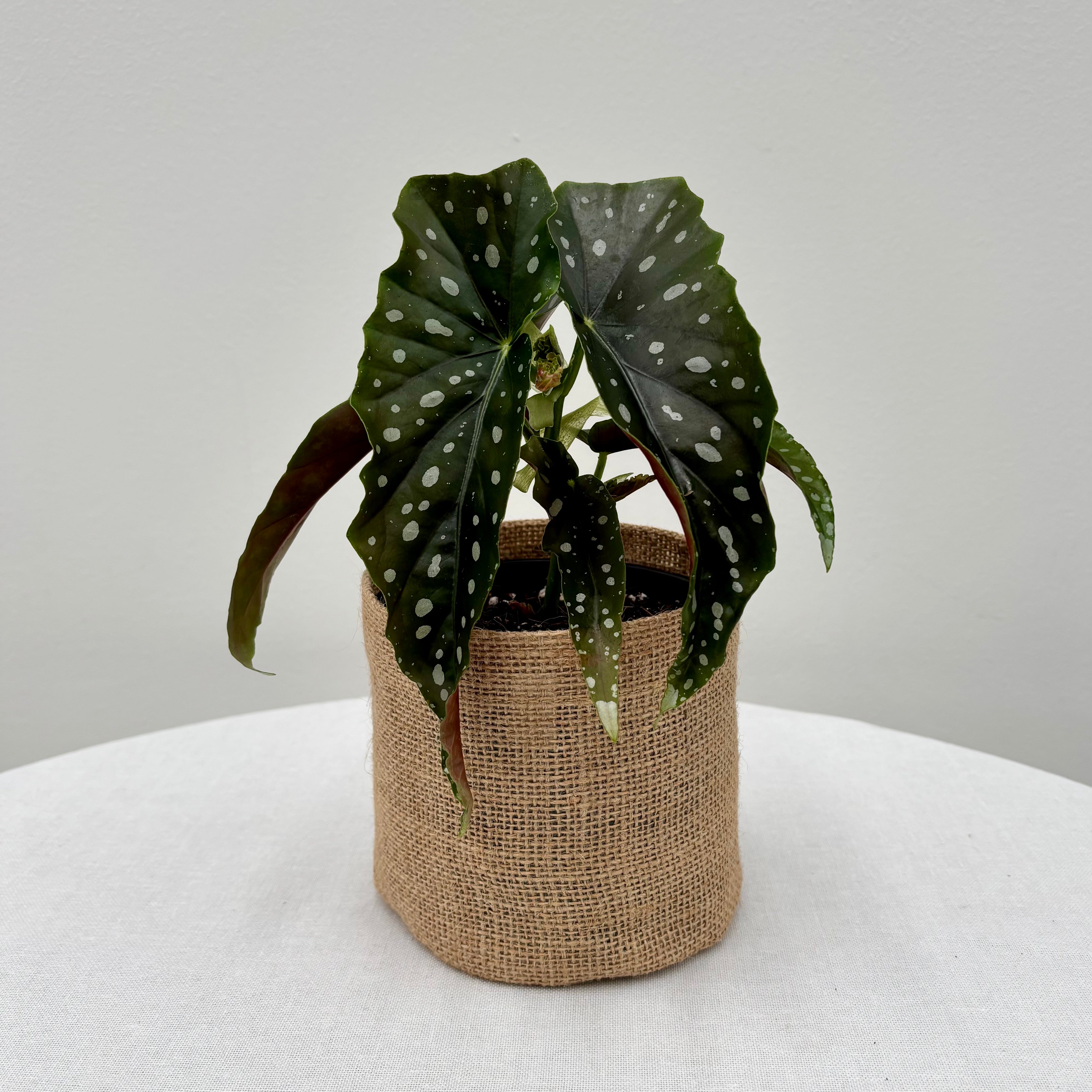 Same day online gift delivery Melbourne & Geelong | Online plant gift delivery | Begonia Maculata plant