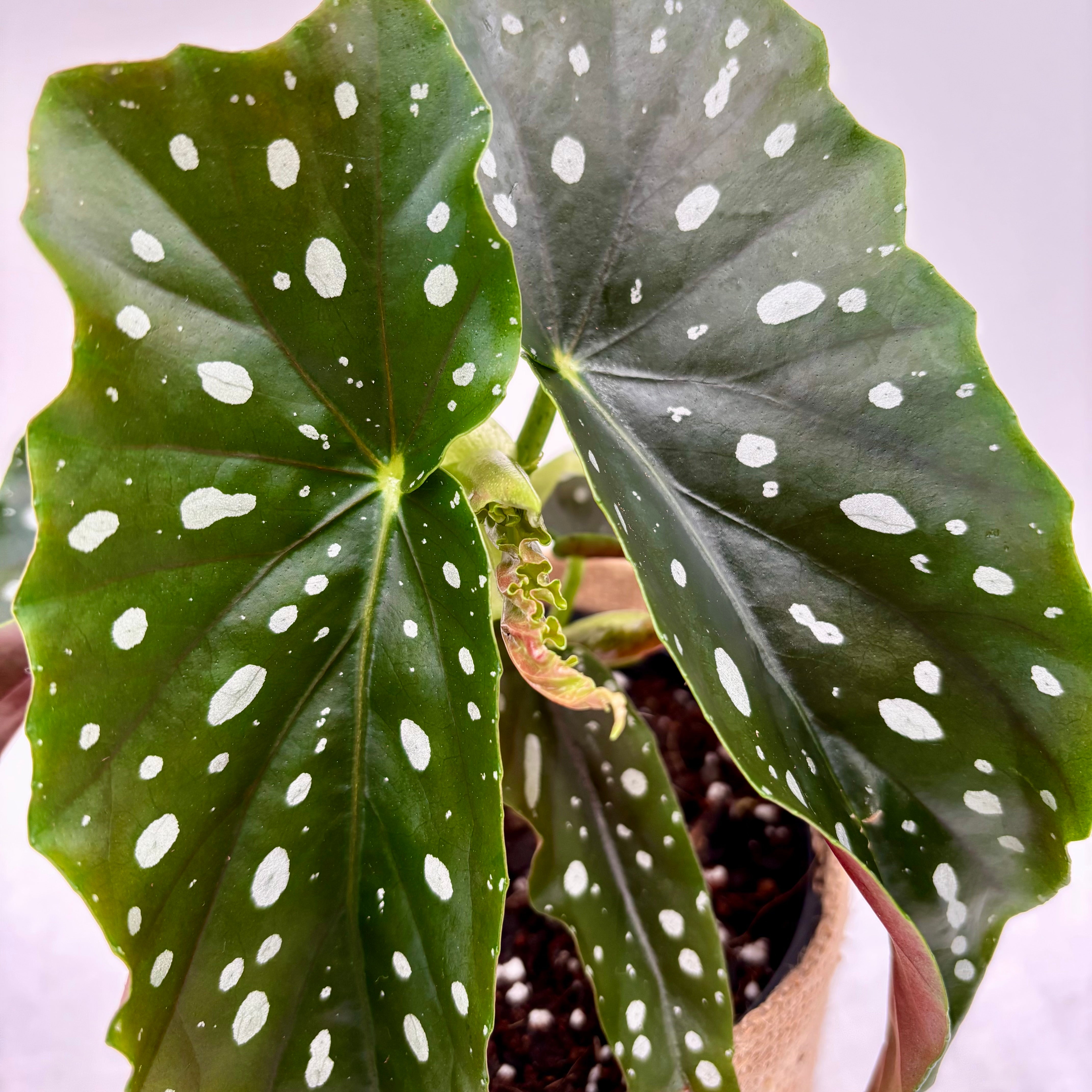 Same day online gift delivery Melbourne & Geelong | Online plant gift delivery | Begonia Maculata plant