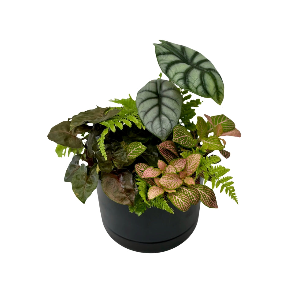 Same day online indoor plant delivery Melbourne & Geelong | Same day online gift delivery | Potted indoor plant garden arrangement Mr Kitly Selfwatering Pot