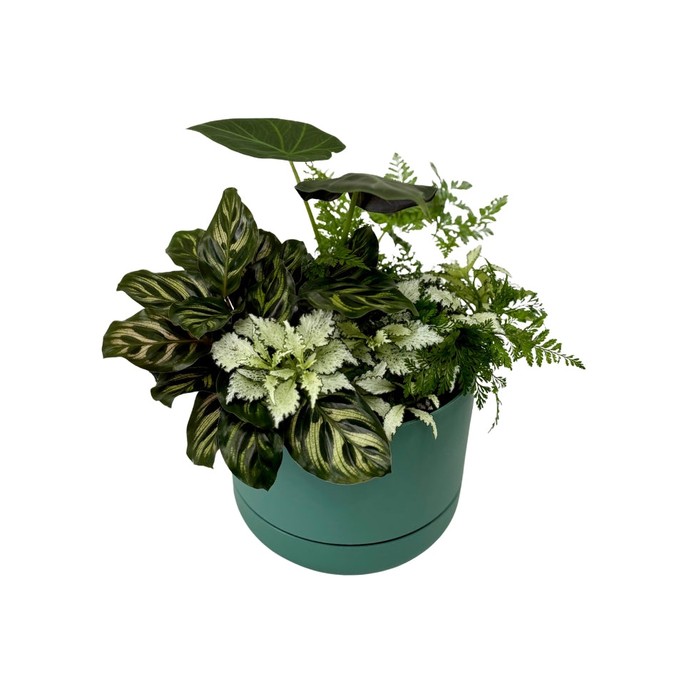 Same day online indoor plant delivery Melbourne & Geelong | Same day online gift delivery | Potted indoor plant garden arrangement Mr Kitly Selfwatering Pot