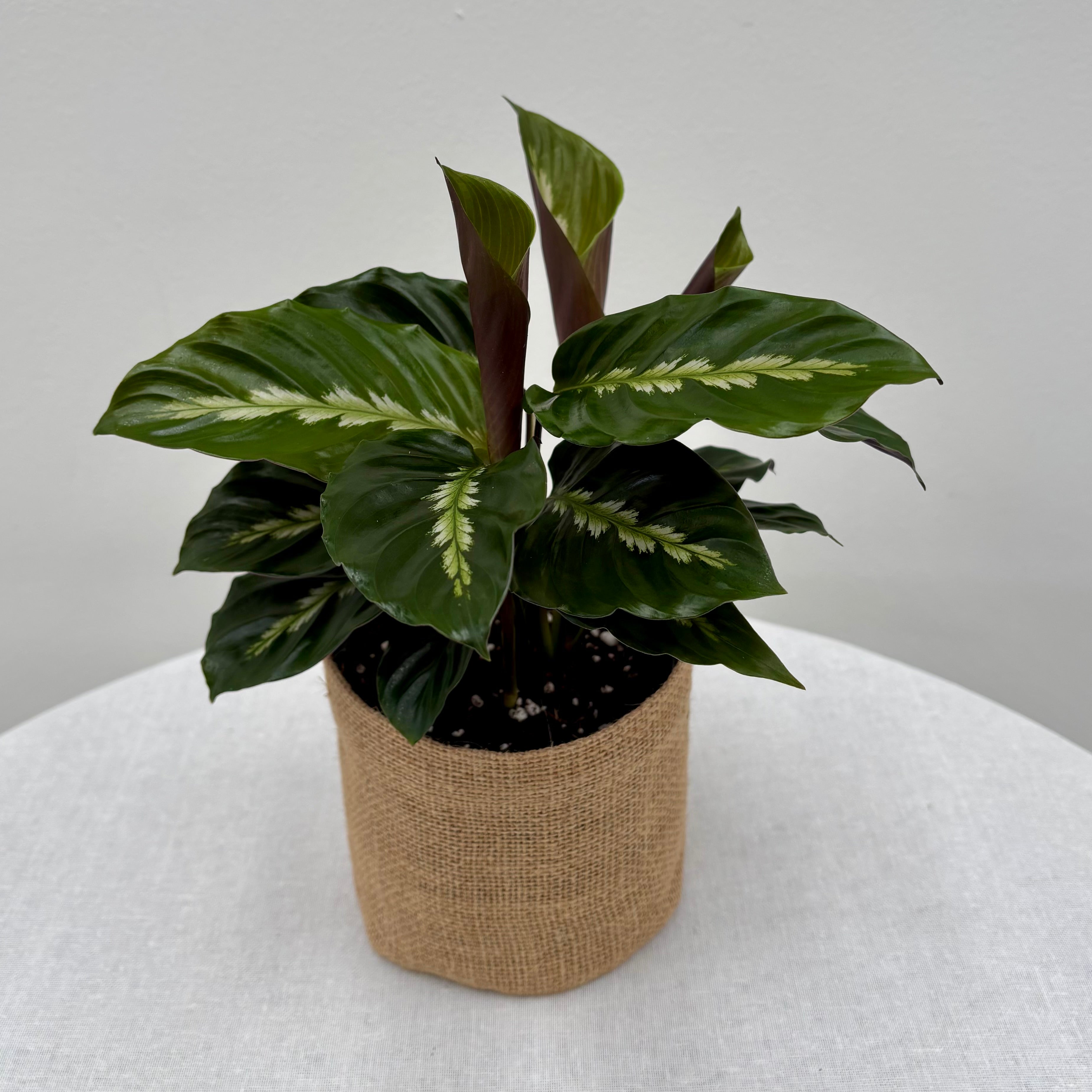 Same day indoor plant delivery Melbourne & Geelong | Same day gift delivery Melbourne and Australia wide | Calathea Maui Queen