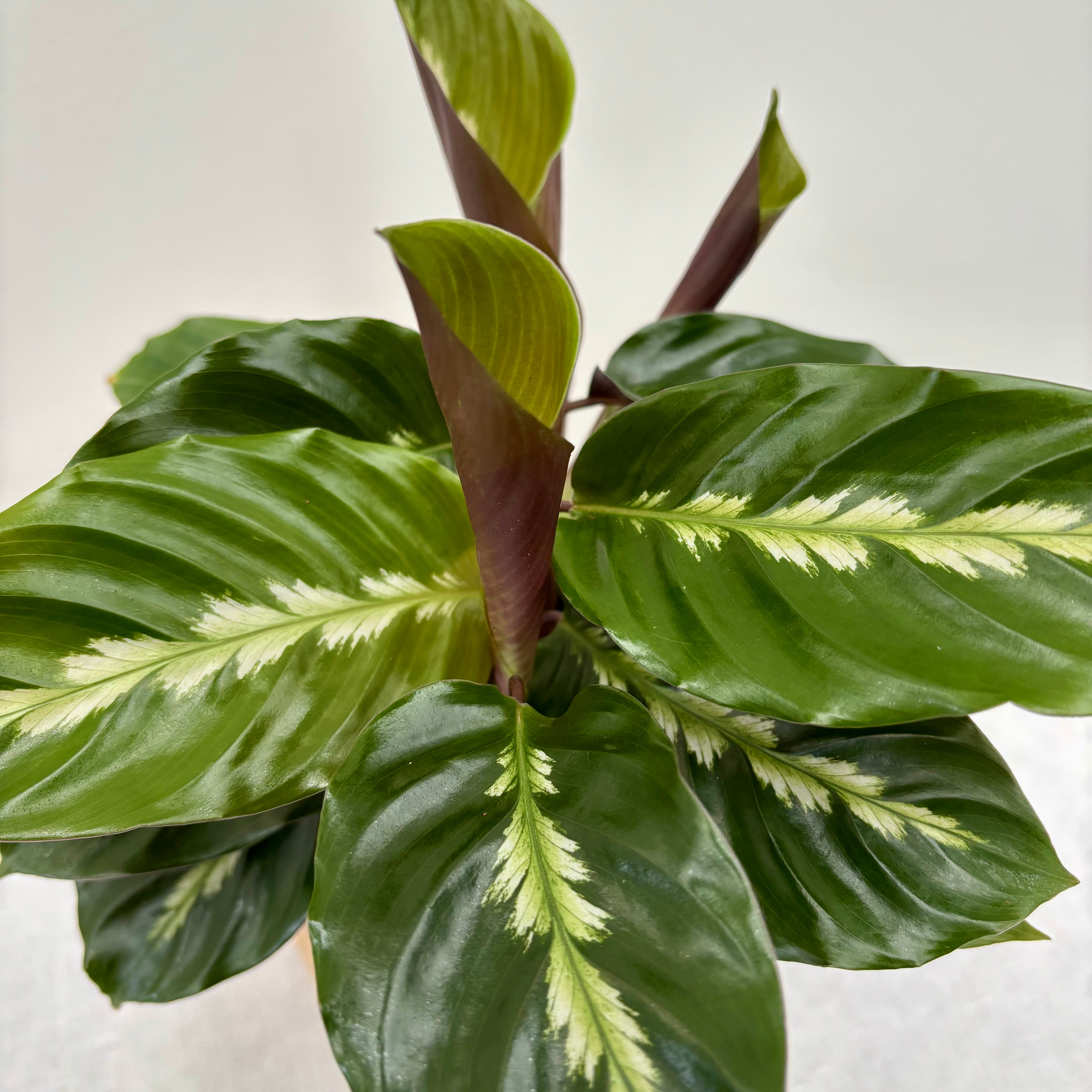 Same day indoor plant delivery Melbourne & Geelong | Same day gift delivery Melbourne and Australia wide | Calathea Maui Queen