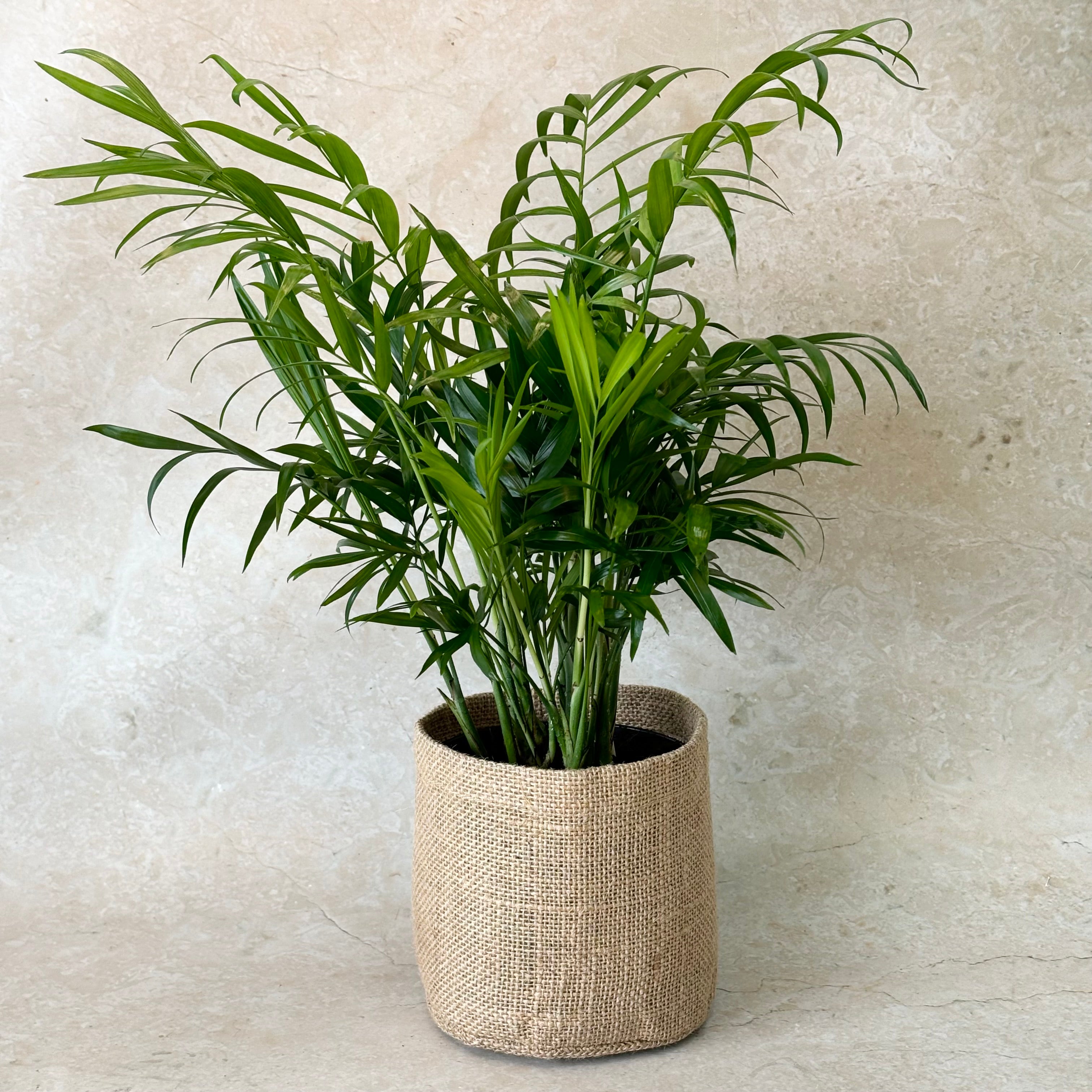 same day indoor plant and gift delivery melbourne and geelong | Parlour Palm 