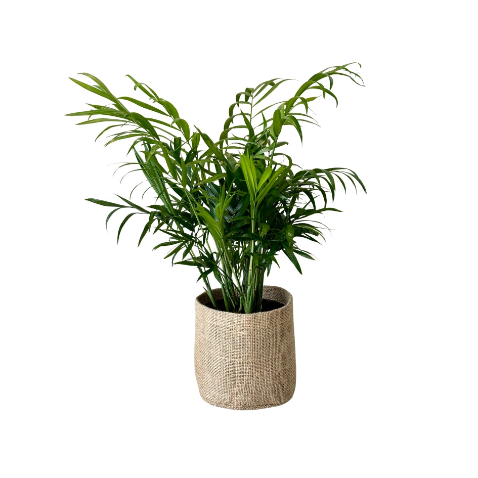 Small Parlour Palm
