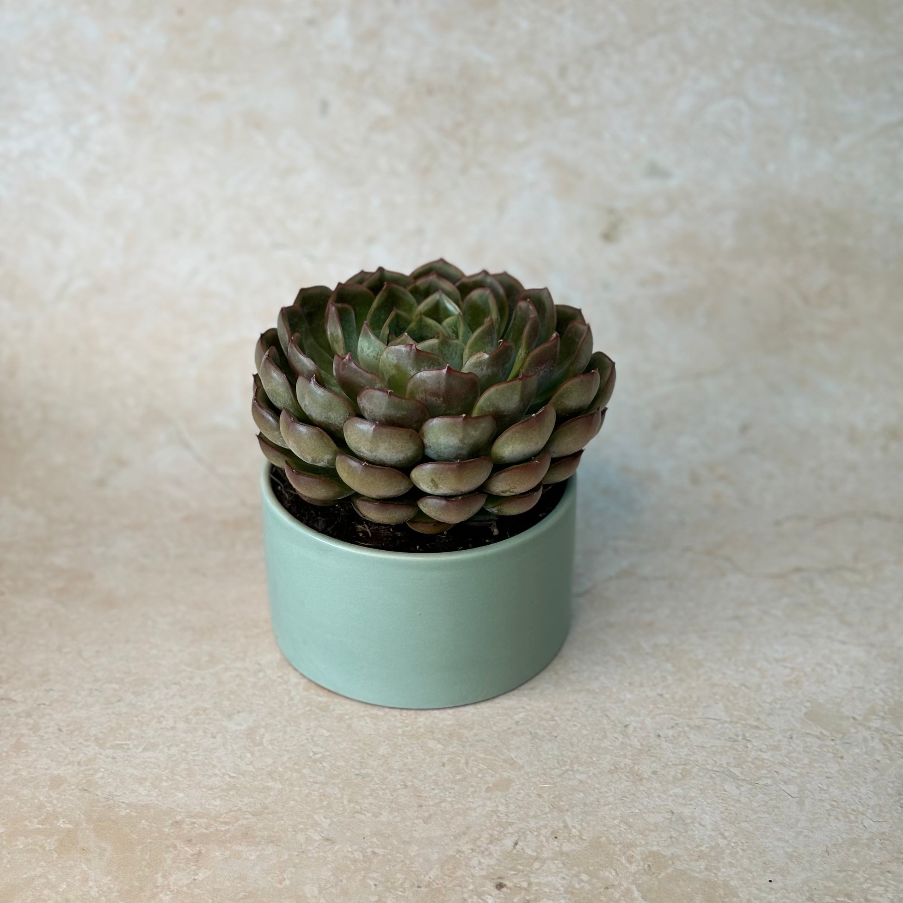 Small Potted Echeveria Succulent