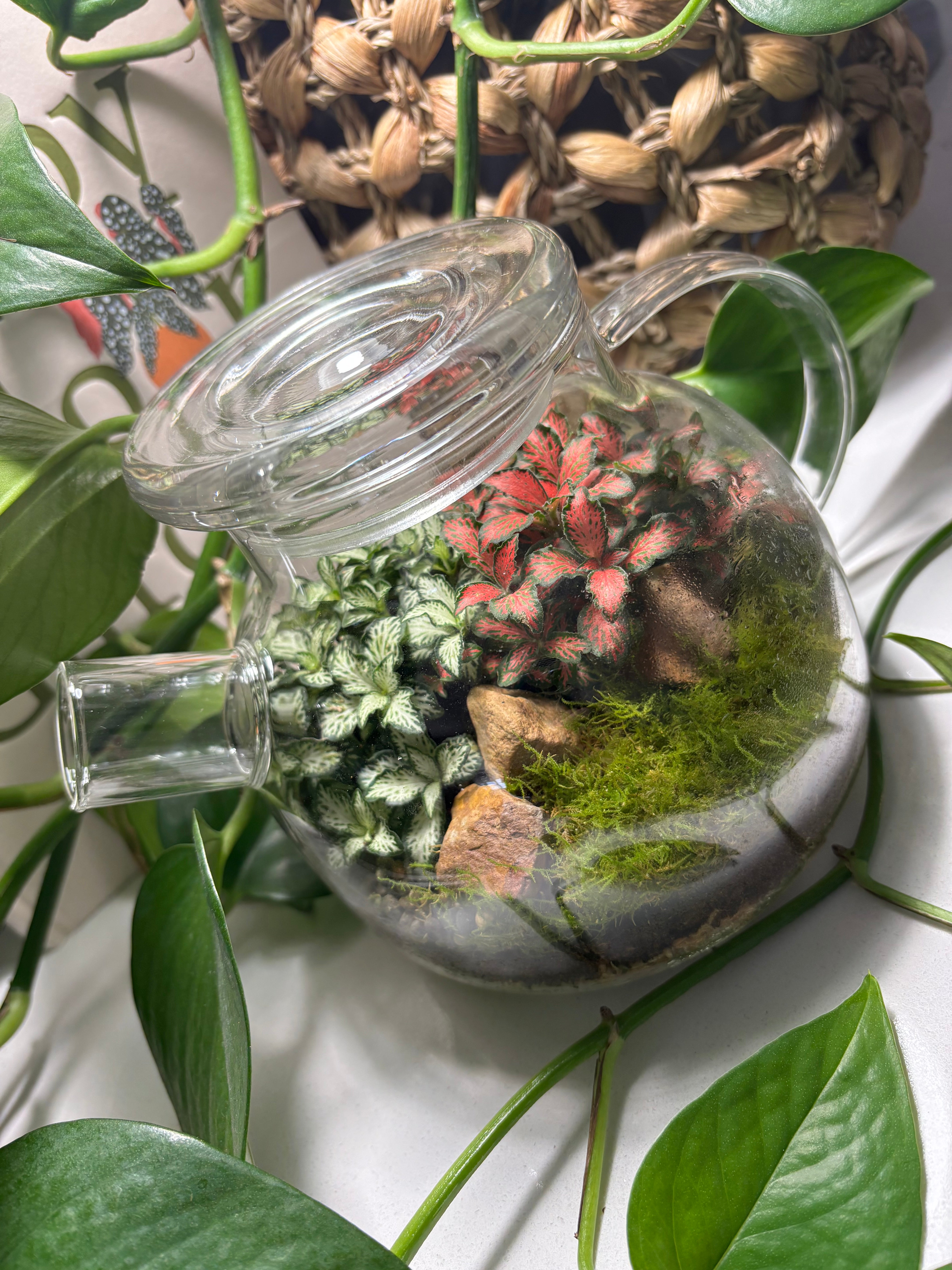 Terrarium by Little Lands