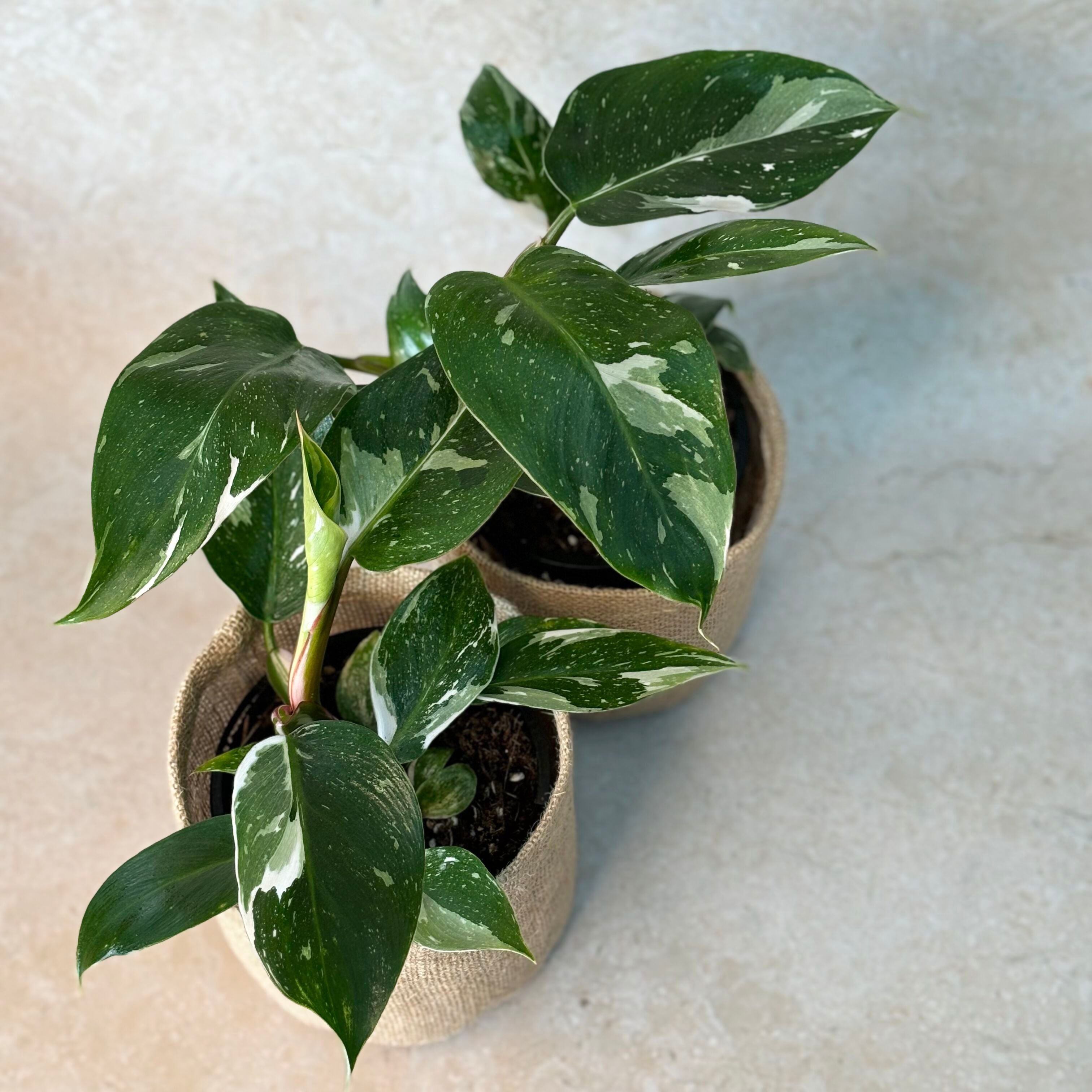 Premium - Small Philodendron White Princess