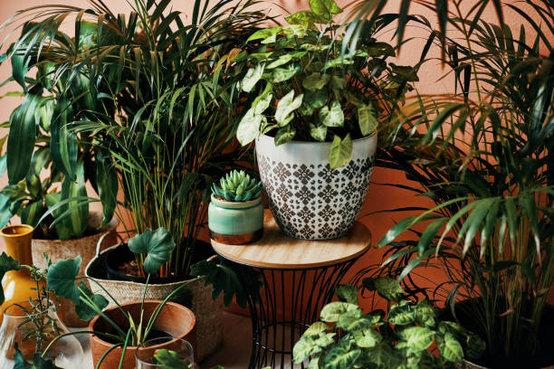 Welcome to The Botanical Edit
