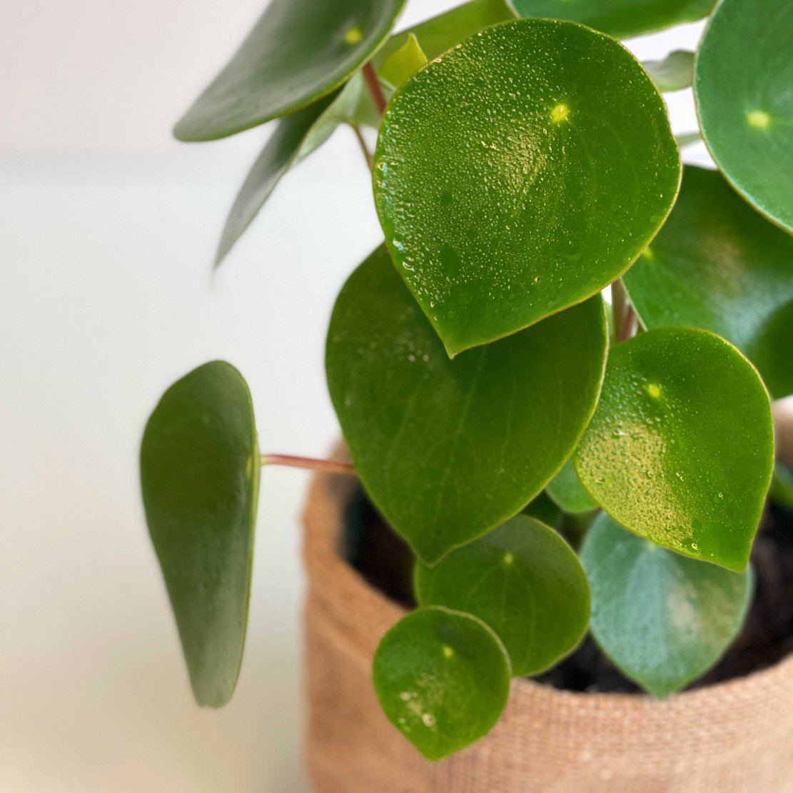 Peperomia Polybotrya same day indoor plant gift delivery melbourne