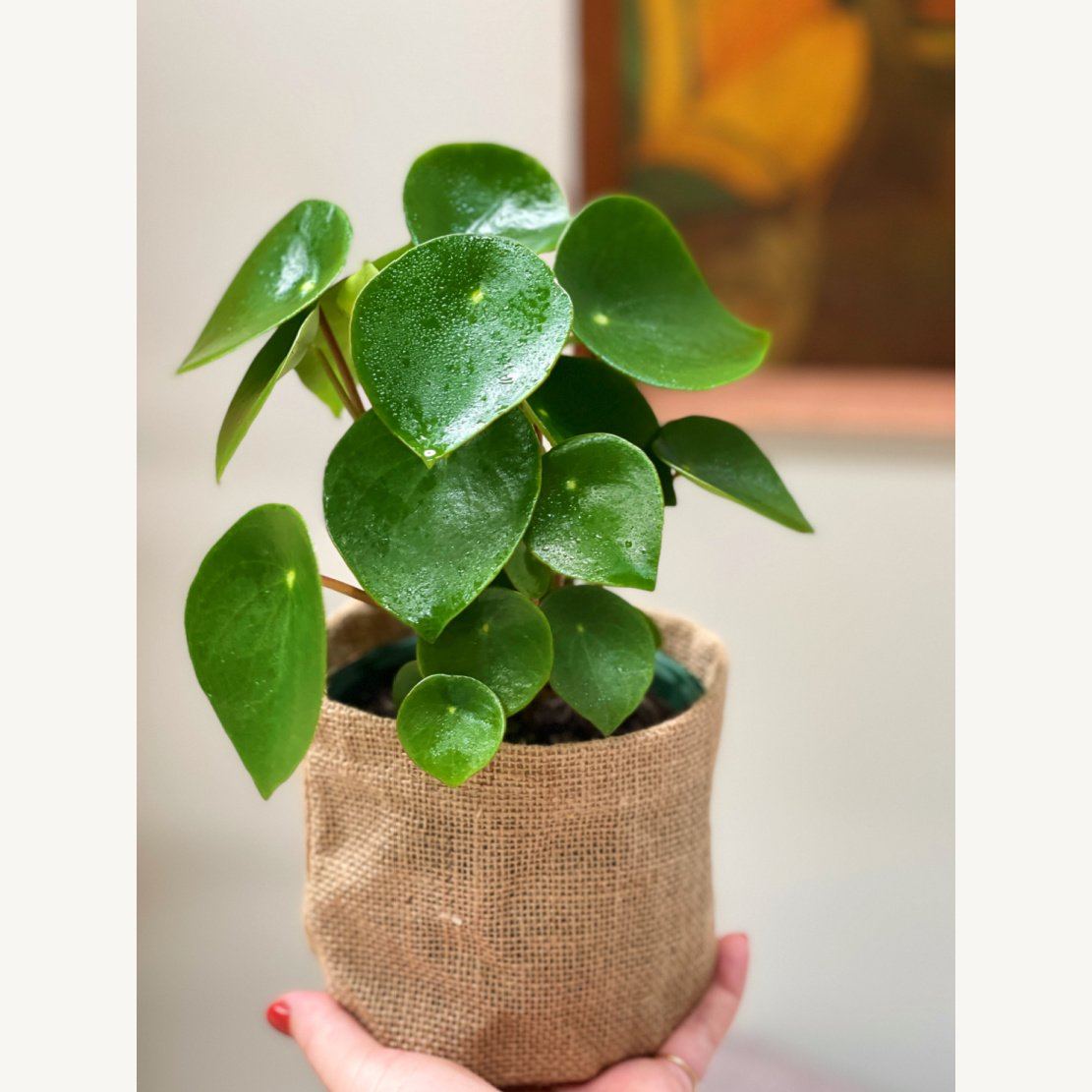 Peperomia Polybotrya same day indoor plant gift delivery melbourne