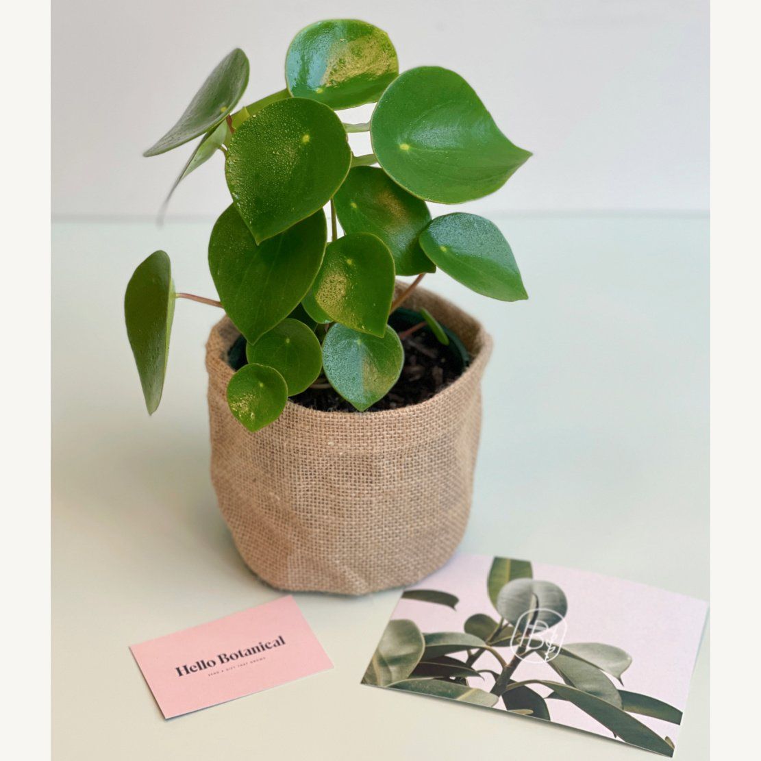 Peperomia Polybotrya same day indoor plant gift delivery melbourne