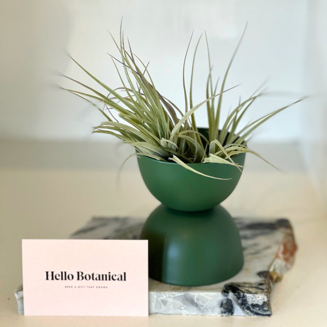 Airplants online Australia | Same day gift delivery Melbourne