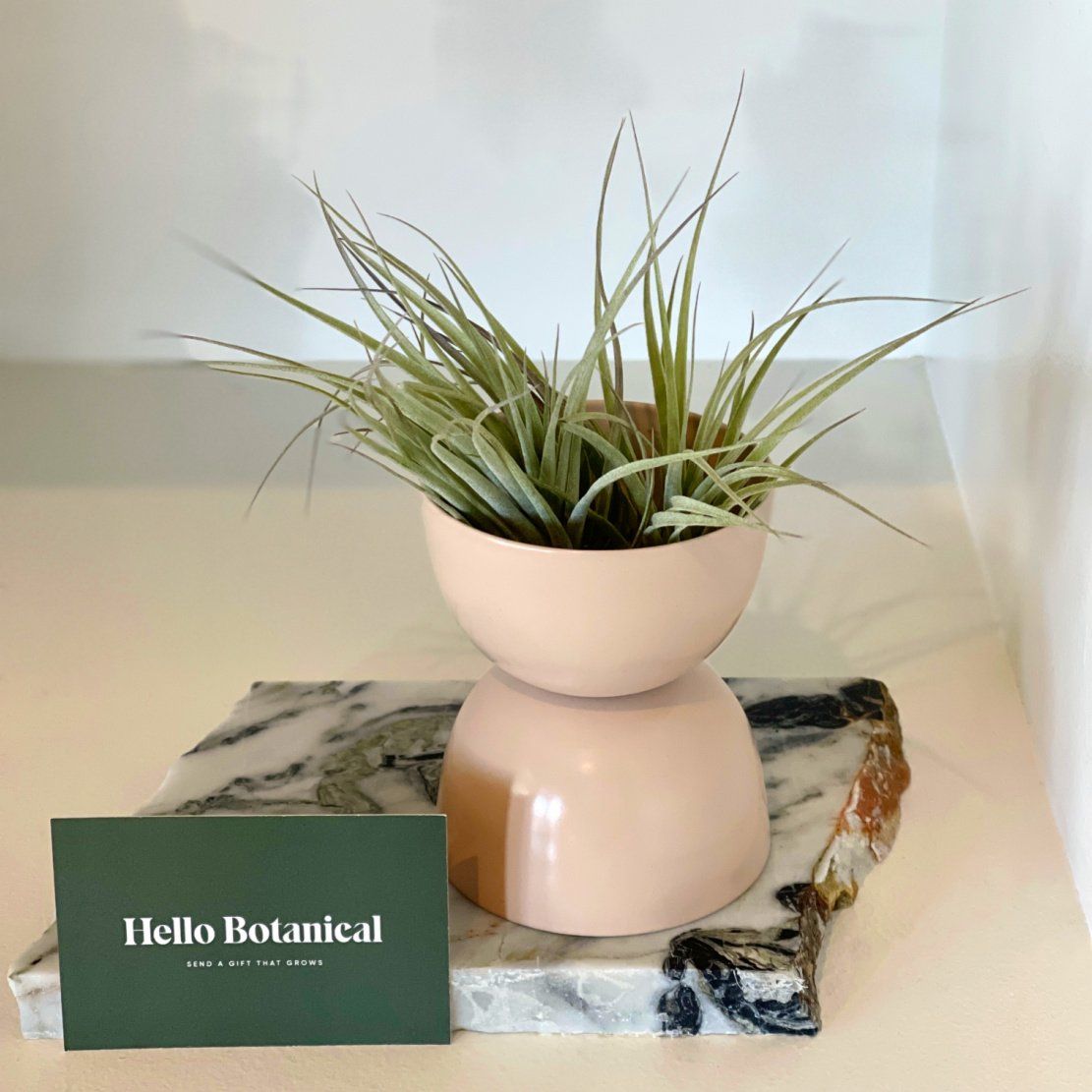 Airplants online Australia | Same day gift delivery Melbourne'