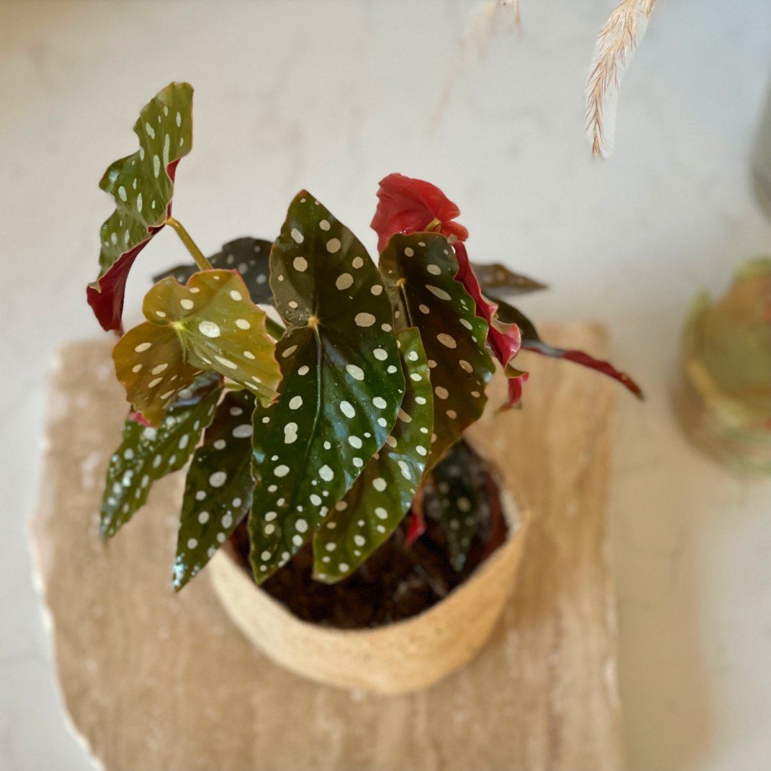 Same Day Gift Delivery Melbourne and Geelong | Indoor Plants Online | Begonia Maculata