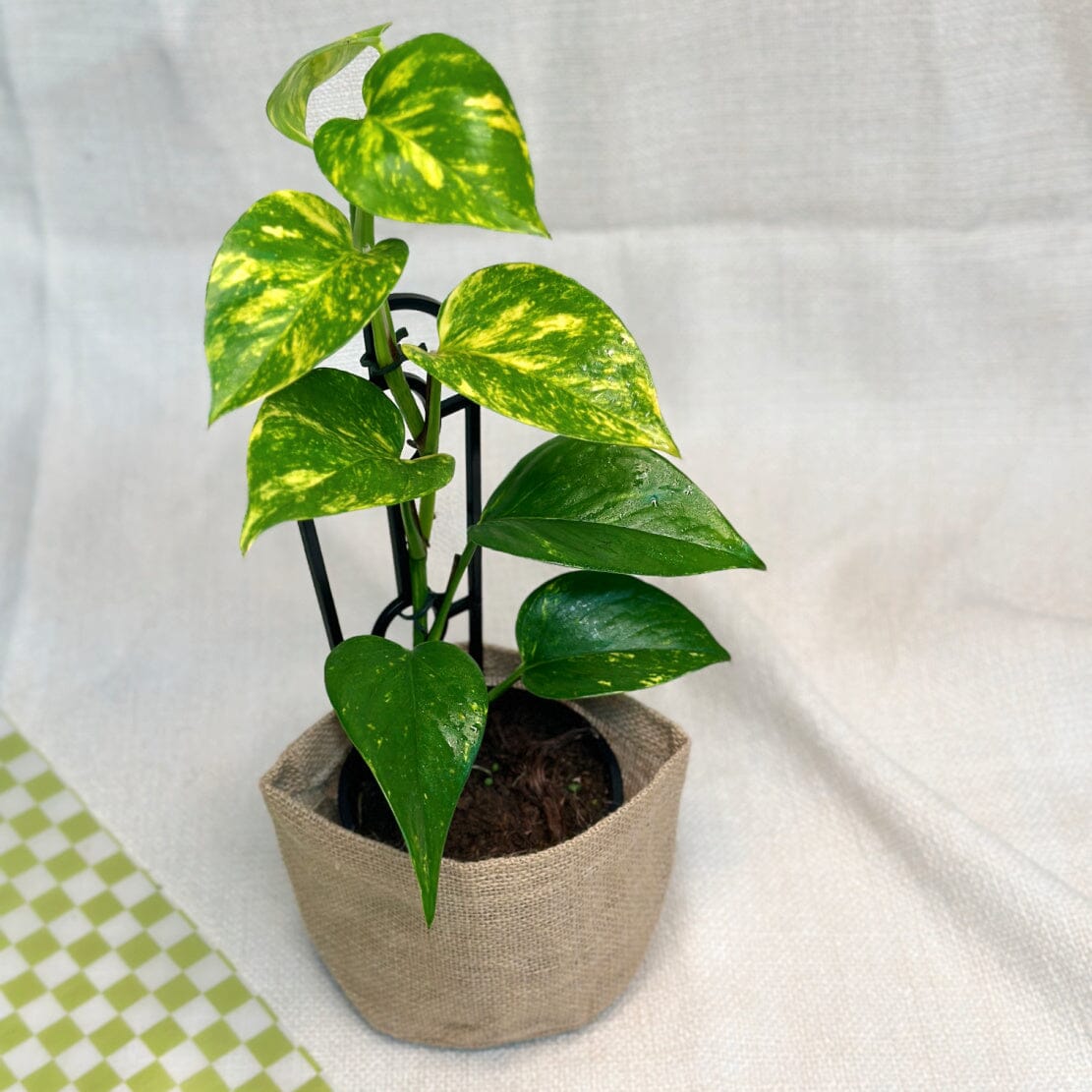 indoor plant gift delivery melbourne Same Day Melbourne Gift Delivery Service