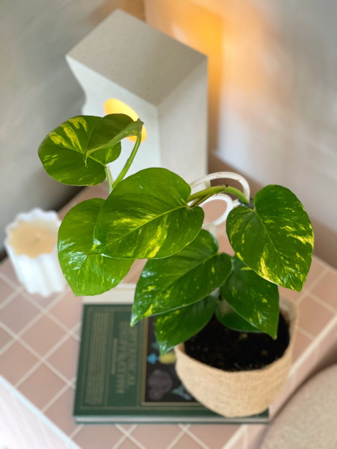 Small Devil's Ivy Plant