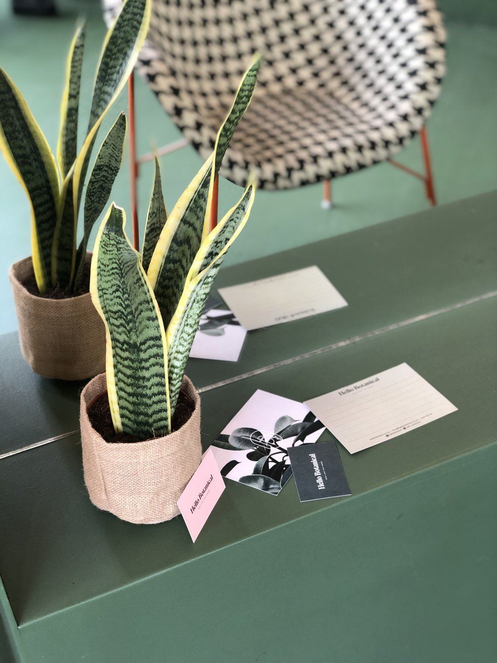 Small Snake Plant – Hello Botanical