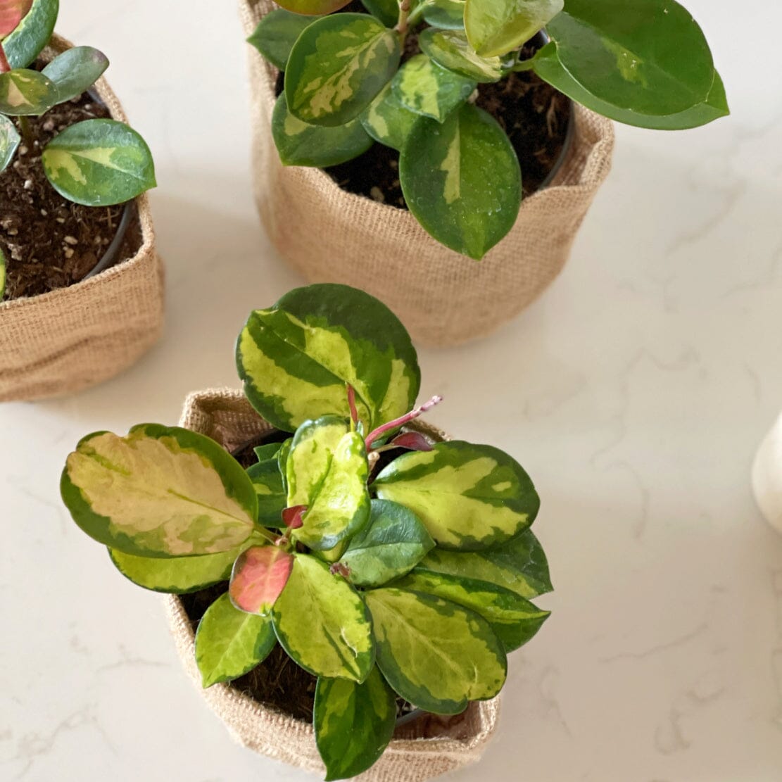 Best Indoor Plant and Same Day Gift Delivery Service Melbourne and Geelong | Variegated Hoya Carnosa Plants 