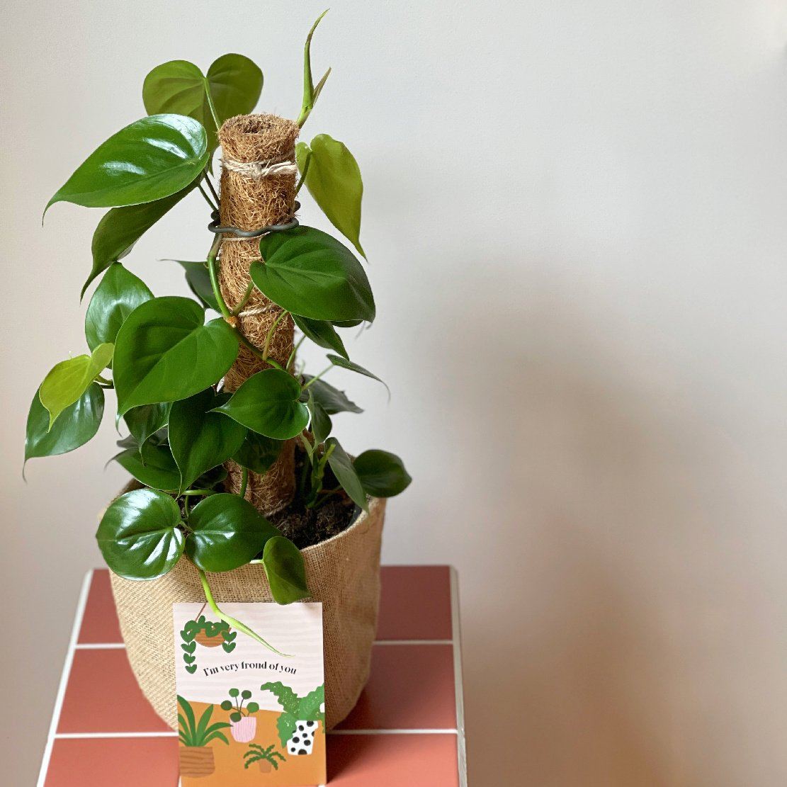 Same Day Gift Delivery Melbourne and Geelong | Indoor Plants Online
