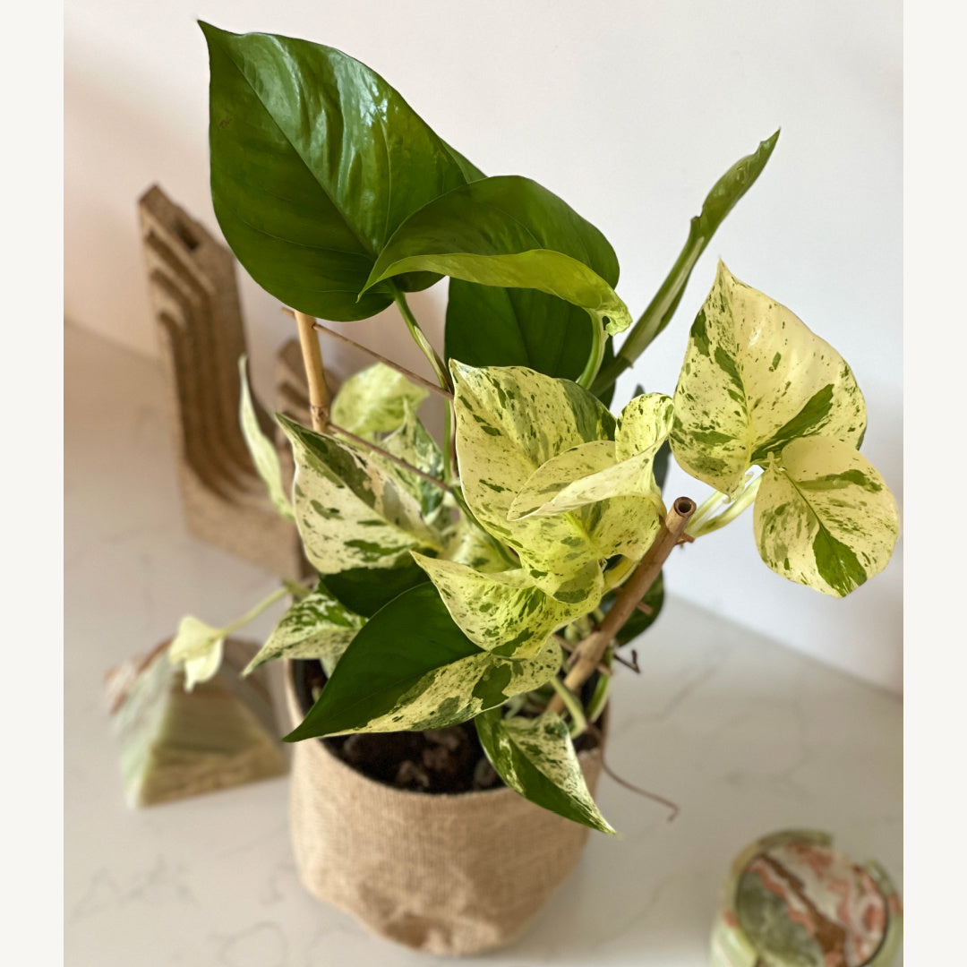 Indoor plants online | Marble Queen Pothos | Same day Melbourne and geelong gift delivery
