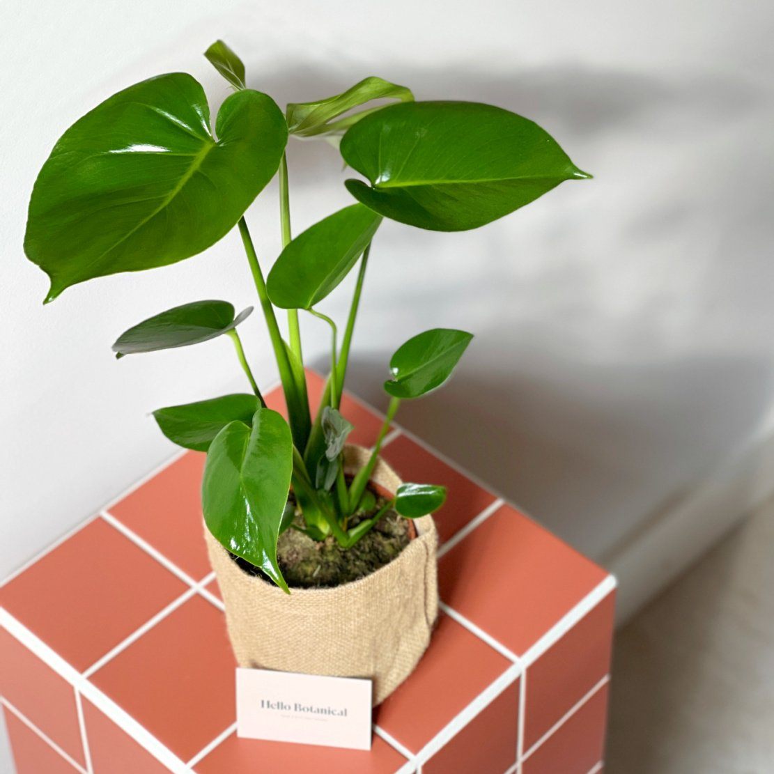 monstera deliciosa buy melbourne Same Day Melbourne Gift Delivery Service