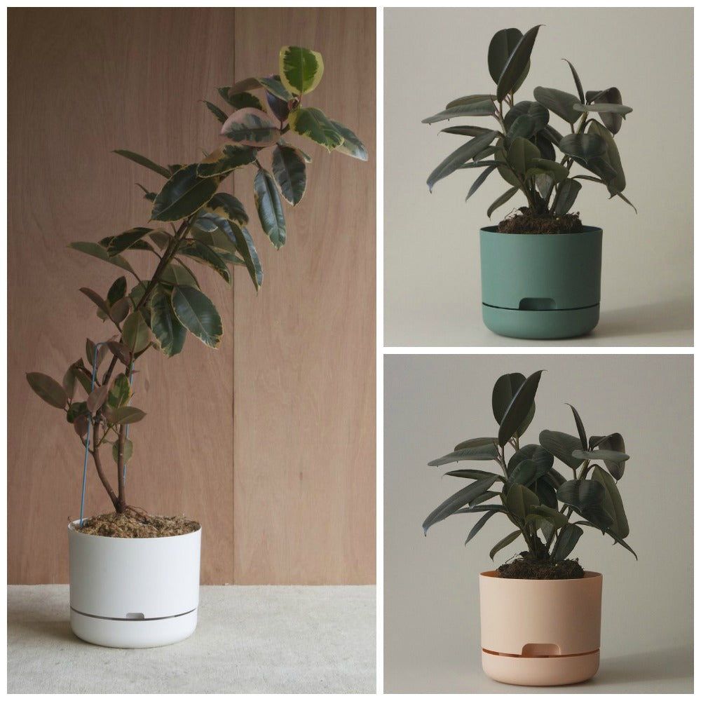 mr kitly self-watering plant pot Mr Kitly Selfwatering Pots – Hello Botanical