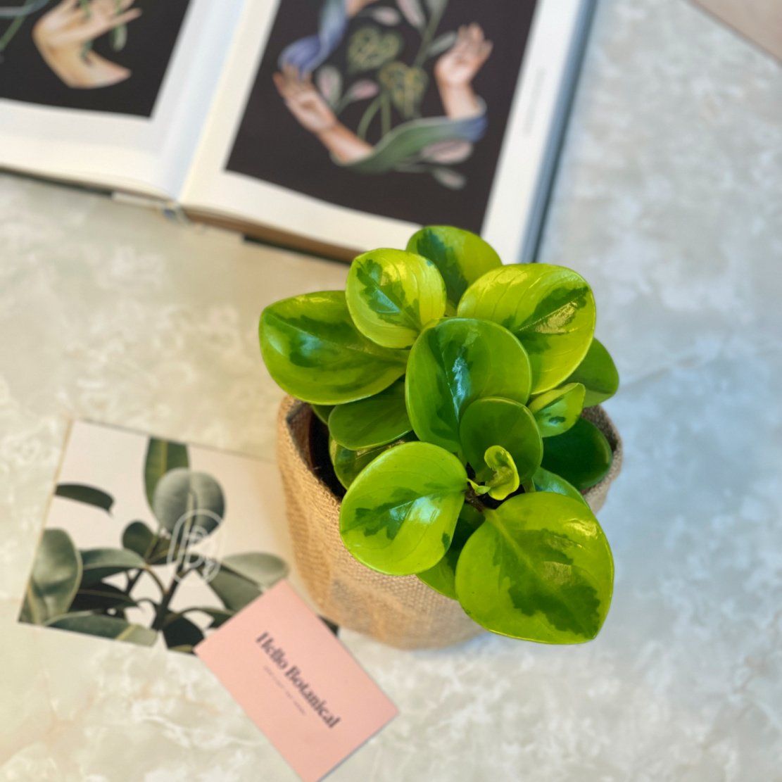 Indoor Plants Online | Same Day Gift Delivery melbourne and geelong