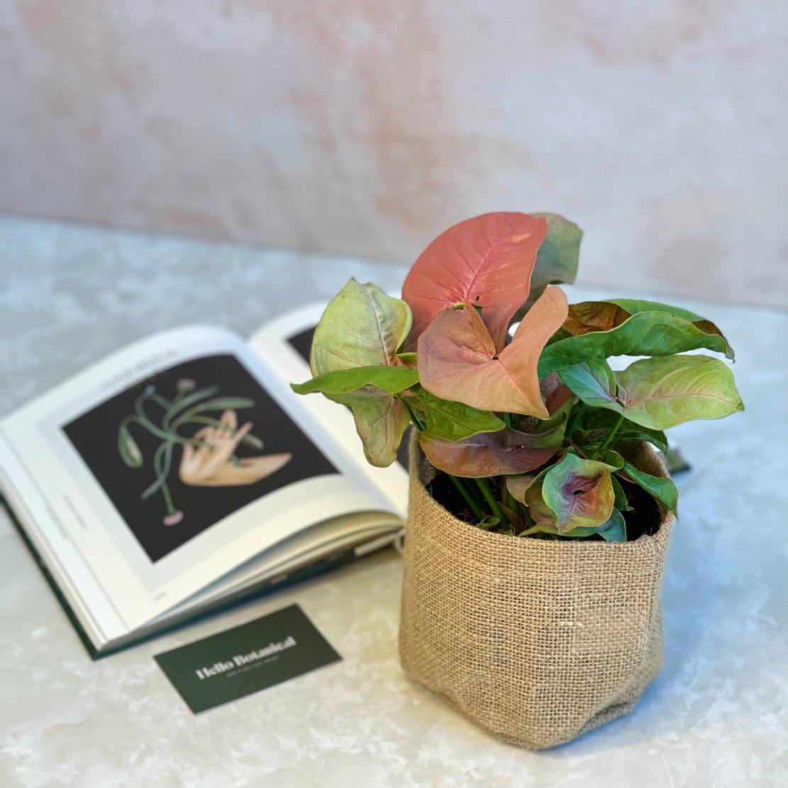 Same day indoor plant gift delivery Melbourne and Geelong