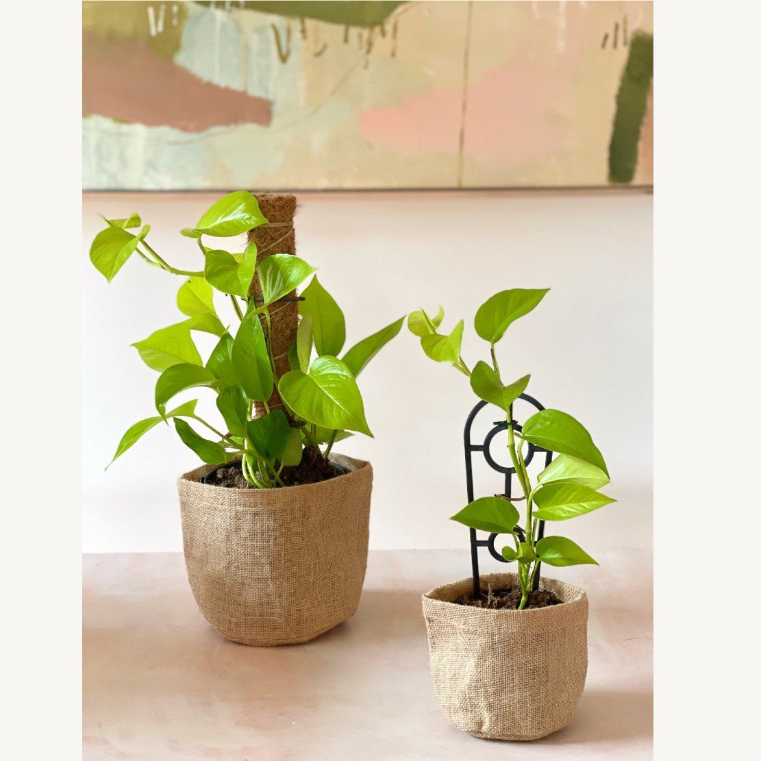 Same day gift delivery service Geelong and Melbourne | Hello Botanical | Small and Large Golden Pothos Plants Online